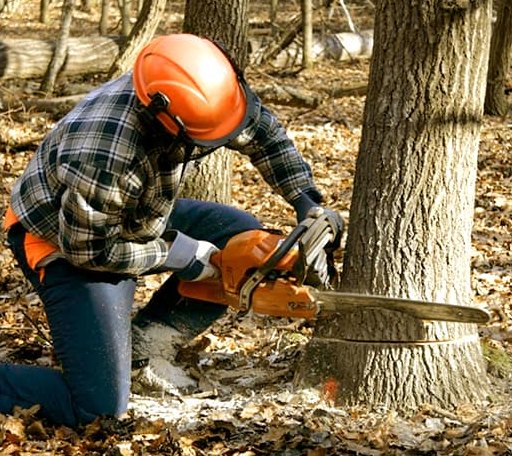 Tree Removal in Kansas, OH